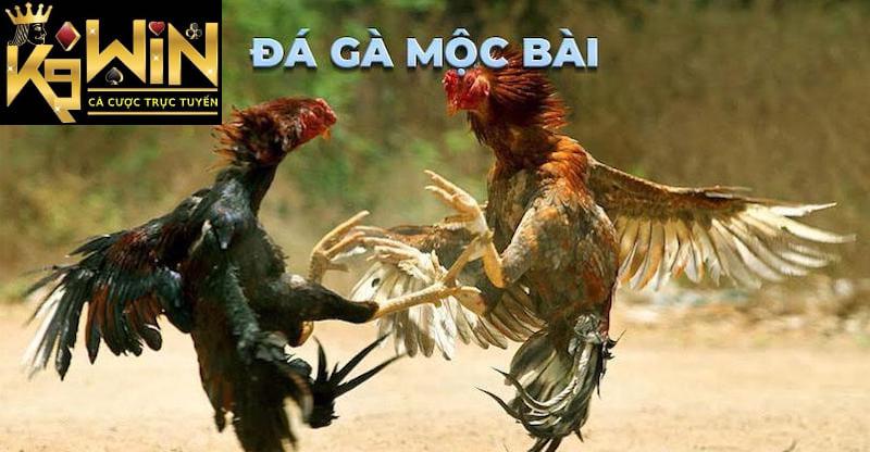 Đá gà Mộc Bài