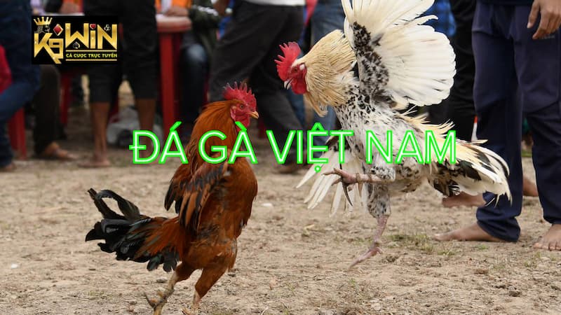 Đôi nét về đá gà Việt Nam