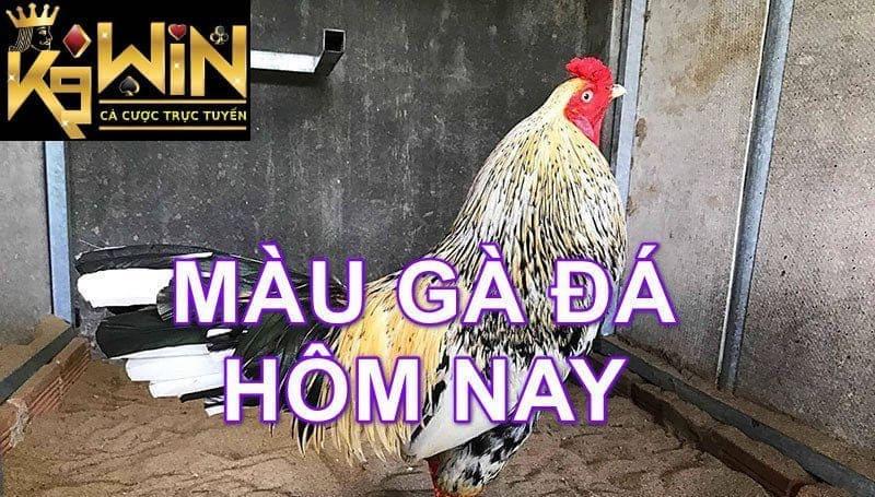 hôm nay đá gà gì