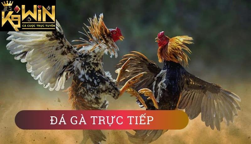 kèo đá gà trực tiếp