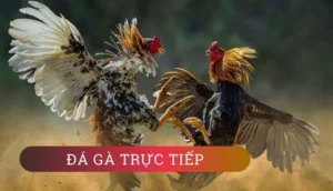 Khám Phá Đá Gà WS168 Tại K9WIN: Trải Nghiệm Đỉnh Cao