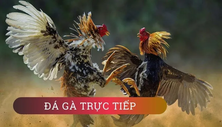 Khám Phá Đá Gà WS168 Tại K9WIN: Trải Nghiệm Đỉnh Cao