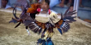 Bí Quyết Tham Gia Đá Gà Sabong Tại K9WIN Thành Công
